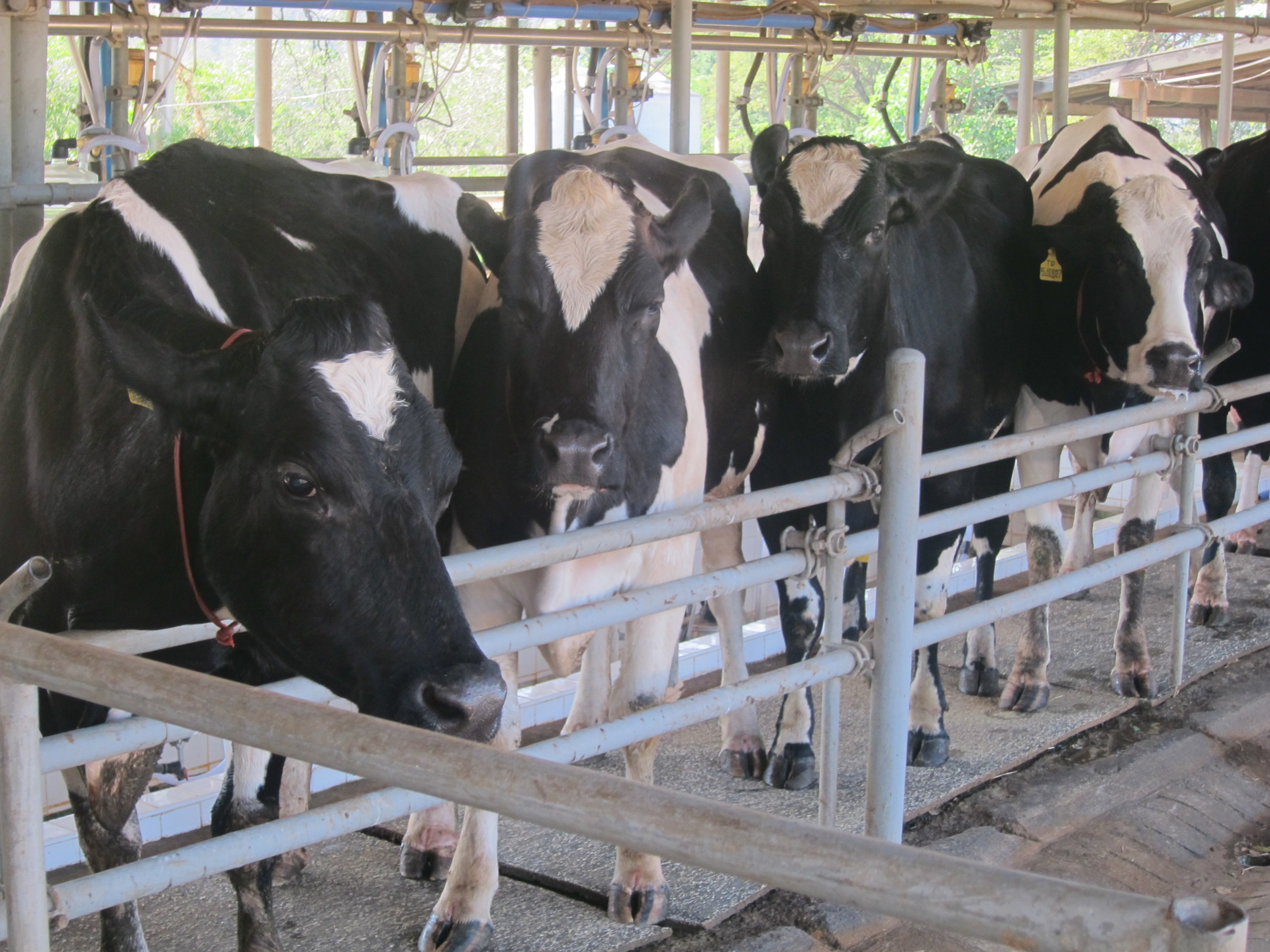 Halal Dairy Farming at Narathiwat